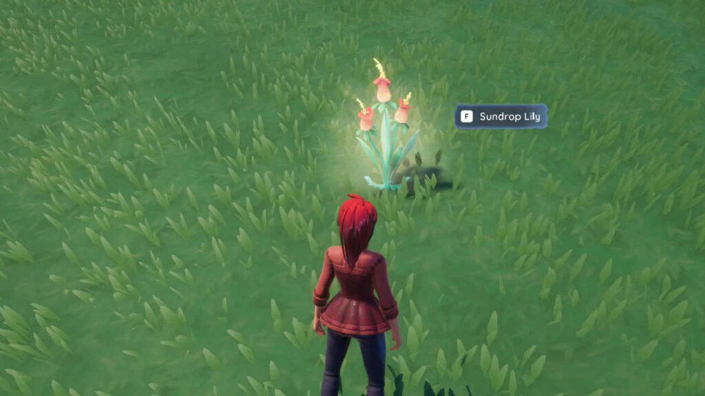 How To Get Sundrop Lily In Palia? 1 Sundrop Lily Palia