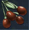 What to seed in Crop Plot In Ark Survival Evolved 7 Tintoberry